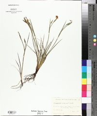 Sisyrinchium ensigerum image