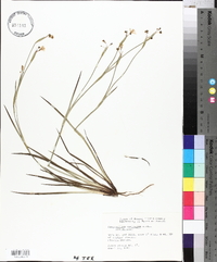 Sisyrinchium ensigerum image