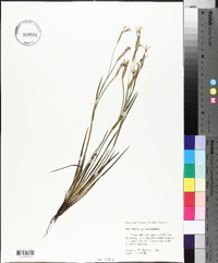 Sisyrinchium ensigerum image