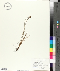 Sisyrinchium biforme image