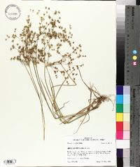 Juncus diffusissimus image