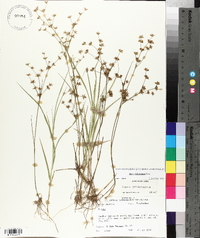 Juncus diffusissimus image