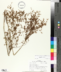 Juncus diffusissimus image