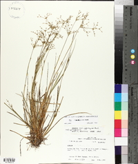 Juncus diffusissimus image