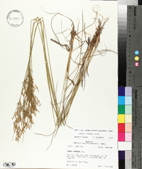 Juncus interior image