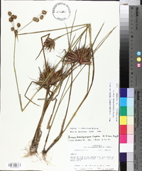 Juncus brachycarpus image