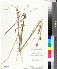 Juncus brachycarpus image