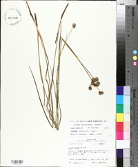 Juncus brachycarpus image