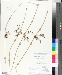 Juncus coriaceus image