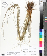 Juncus coriaceus image