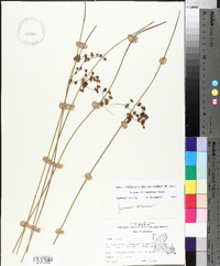 Juncus coriaceus image