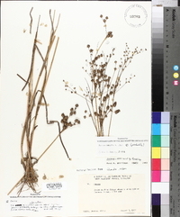 Juncus debilis image