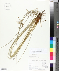 Juncus coriaceus image