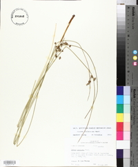 Juncus coriaceus image