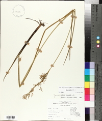 Juncus nodatus image