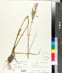 Juncus nodatus image