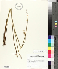 Juncus nodatus image