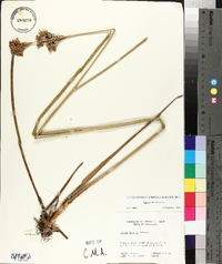 Juncus nodatus image