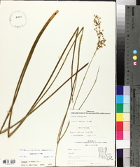 Juncus nodatus image