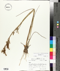 Juncus nodatus image