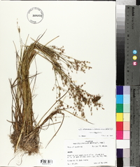 Juncus nodatus image