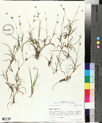 Juncus repens image