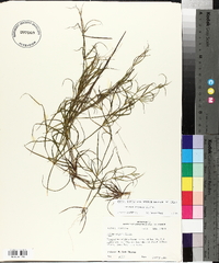 Juncus repens image