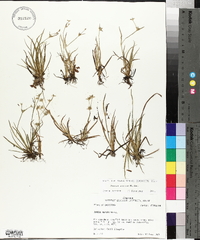 Juncus repens image