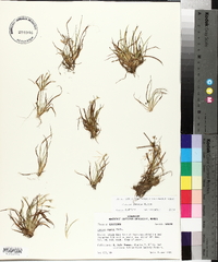 Juncus repens image