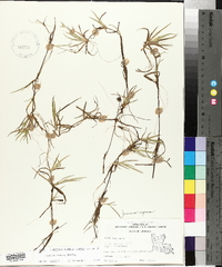 Juncus repens image