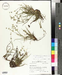 Juncus repens image