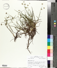 Juncus repens image