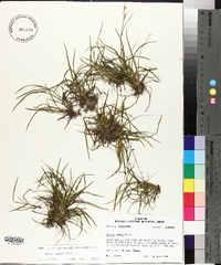 Juncus repens image