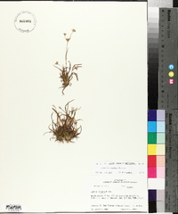 Juncus repens image