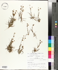 Juncus repens image