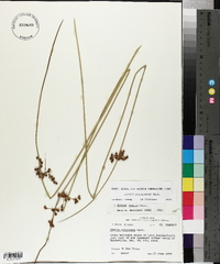 Juncus coriaceus image