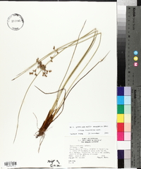 Juncus coriaceus image