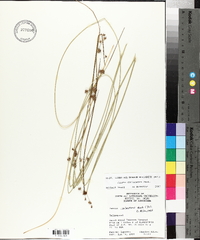 Juncus coriaceus image