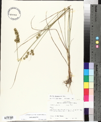 Juncus scirpoides image