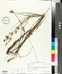 Juncus scirpoides image