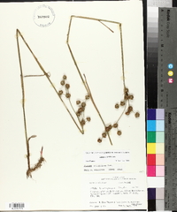 Juncus scirpoides image