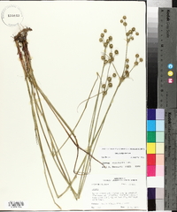 Juncus scirpoides image