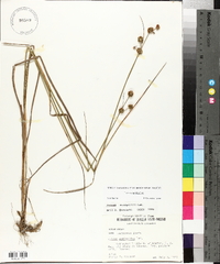 Juncus scirpoides image