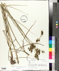 Juncus scirpoides image