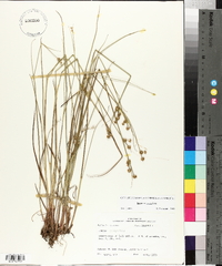 Juncus scirpoides image