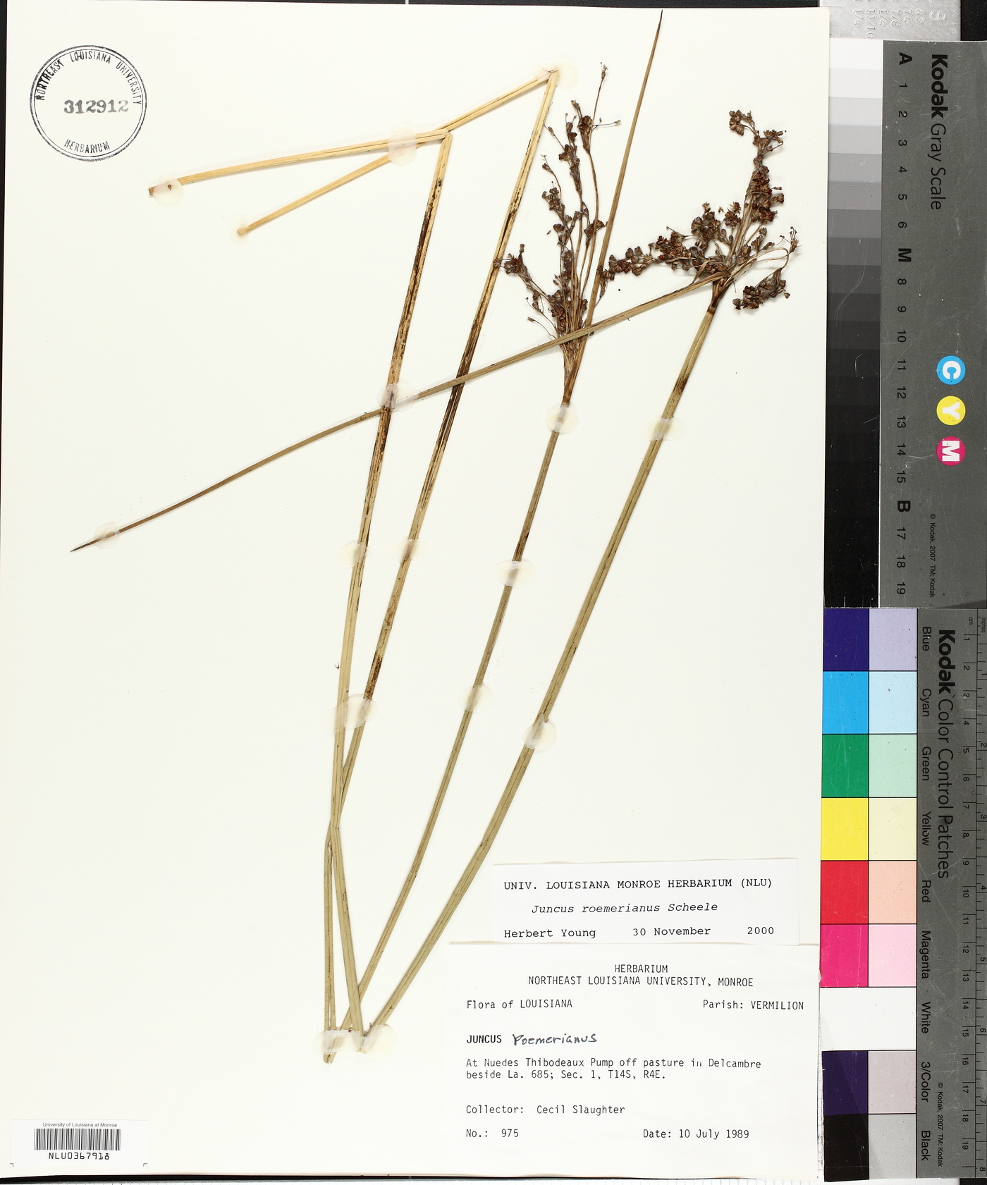 Juncus roemerianus image
