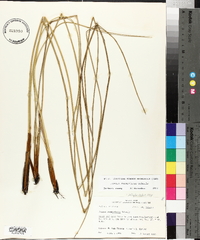 Juncus roemerianus image