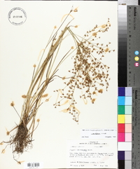 Juncus diffusissimus image