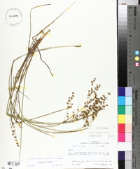 Juncus diffusissimus image