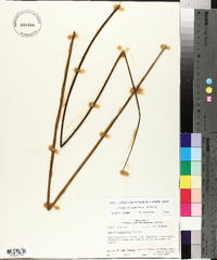 Juncus roemerianus image